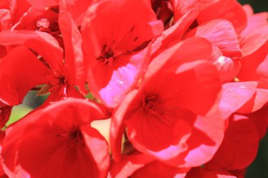 Pembe sardunya çiçeği güneş ışığında yakınlaşır