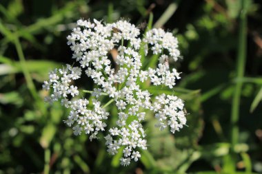 İnek maydanozu, yabani kiraz, gagalı maydanoz, keck çiçeği.