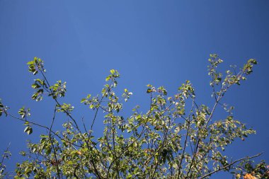 Yeşil yapraklı dallar mavi, temiz bir gökyüzüne ulaşıyor..