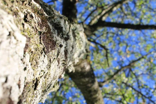 Крупный План Стволе Дерева Коре Головного Мозга Зелеными Листьями Ветвями — стоковое фото