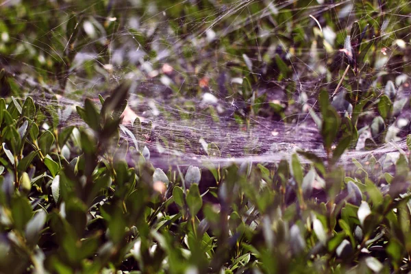 早上在天然绿树的背景上出现了蜘蛛网的模糊图像 像蜘蛛网一样交织在一起的网络概念 — 图库照片