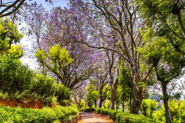 Renkli çiçek ağaç sokak arasında Coonoor çay estates, Tamil Nadu, Hindistan
