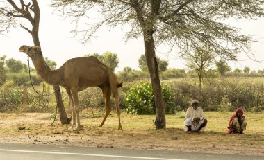 İki Rajasthani ve bir deve Kuzey Hindistan, Rajasthan 'da yol kenarında dinleniyor. Fotoğraf 14 Ağustos 2018 'de çekildi..