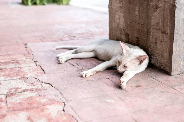 Μια Ψωριάρα Και Κοκαλιάρα Λευκή Γάτα Κοιμάται Έξω Ένα Πεζοδρόμιο — Φωτογραφία Αρχείου