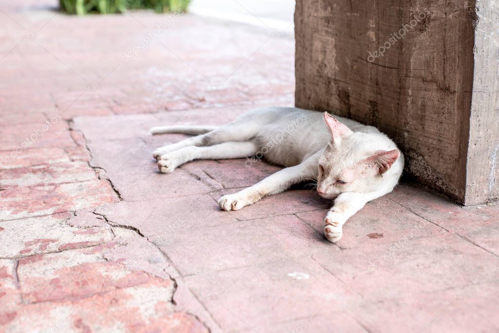 A mangy and scrawny white cat sleeping outside at a sidewalk in Manila.
