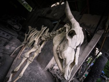 Sleman, Yogyakarta, Endonezya 'daki Sisa Hartaku Mini Müzesi' nde sergilenen bir sığır iskeleti.