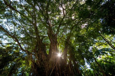 Siquijor 'daki Büyülü Bale Ağacı. Güneşin dallarında parladığı mistik görünüşlü bir bale ağacı. Popüler bir turistik yer.