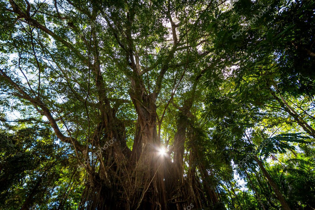 Balete