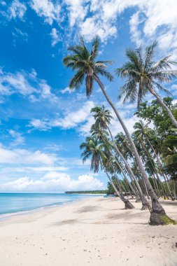 Filipinler, Pagudpud 'daki Saud plajındaki uzun hindistan cevizi palmiyelerinin alçak açılı görüntüsü. İnsansız bir cennet kaçamağı.