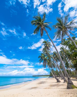 Low angle view of white sand beach and tall coconut palm trees in Saud beach, Pagudpud, Philippines. Closeup of hanging coconut tree. Tropical chill vibes. Sky framed at left side for text. clipart