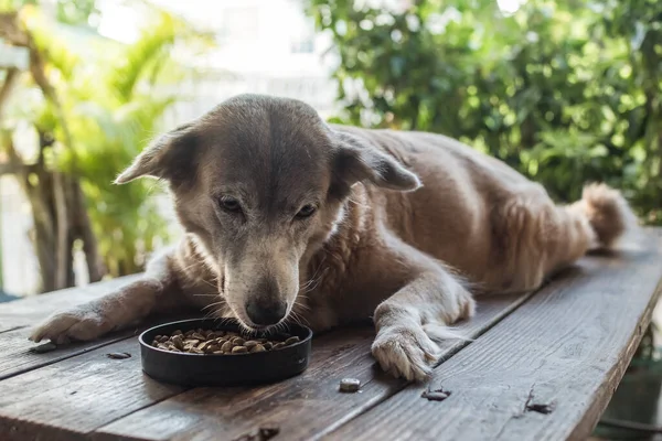 混合品種の犬は気軽に外のベンチの上にいくつかのカリカリの犬の食べ物を食べる のんびりしたアルファ女の犬 — ストック写真