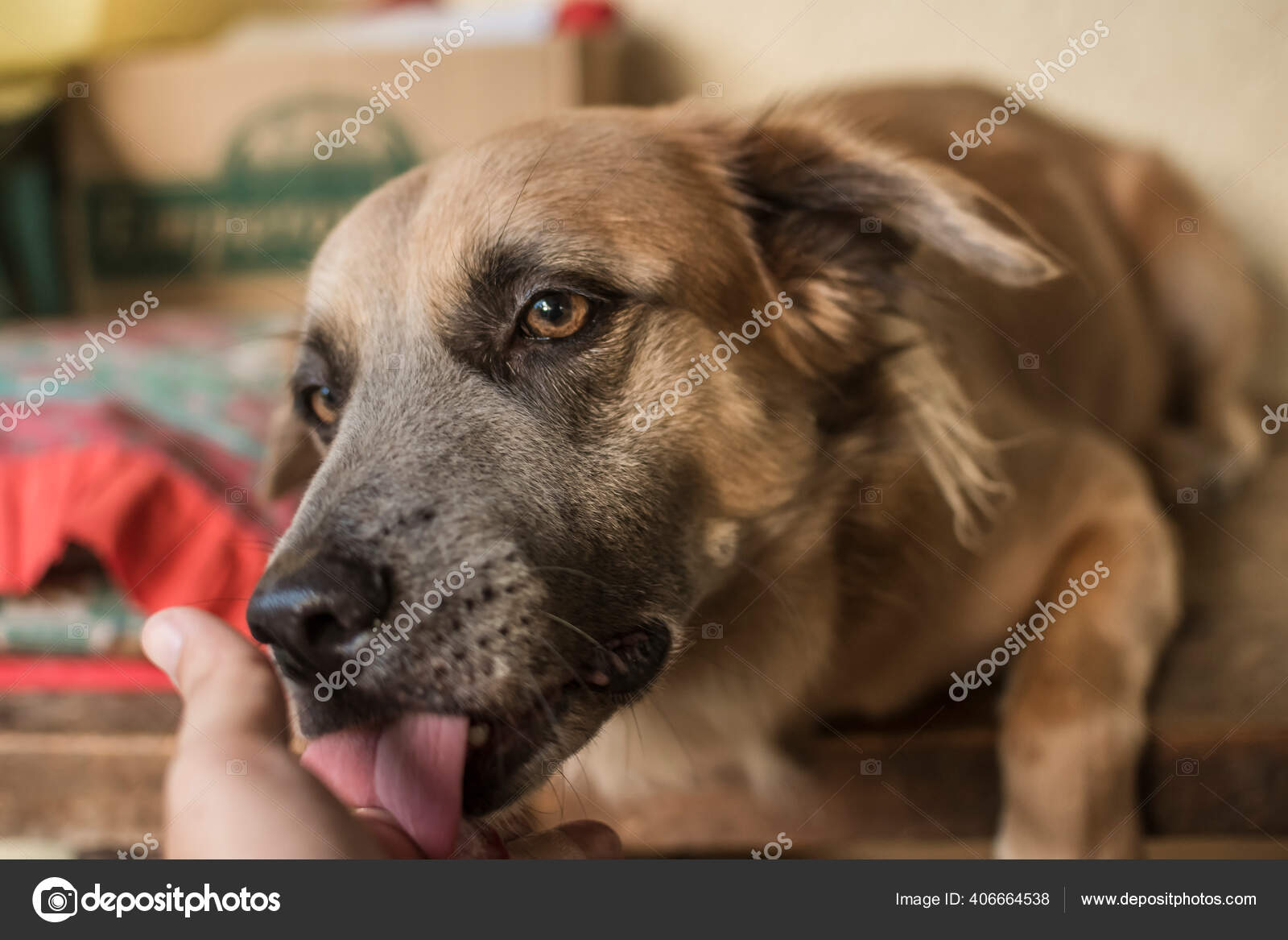 Are Dog Licks A Sign Of Affection