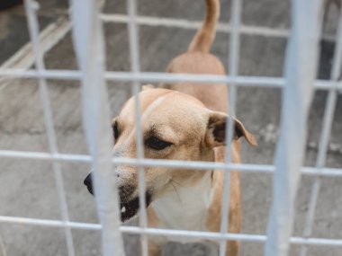 Beton zemini olan bir hayvan barınağının çitlerinin yanında cılız melez bir köpek..