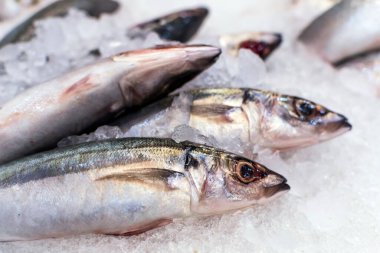 Çizgili Uskumru 'nun bir süpermarketin balık bölümünde yakın çekimi. Filipinler 'de Alumahan olarak bilinir..