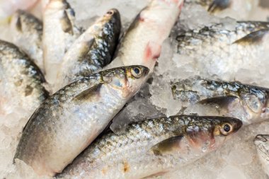 Yerel bir süpermarketin balık bölümünde Banak veya Sea Mullet.