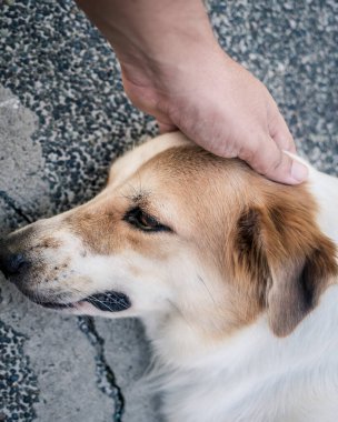 Yalancı bir köpeği okşayarak ve okşayarak teselli etmek. Efendi ve evcil hayvan bağı.