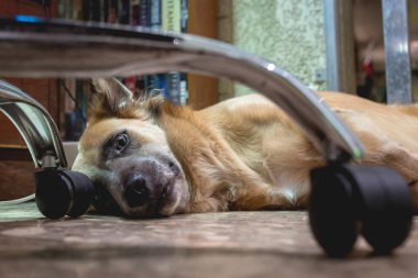 Kapalı bir ofis sandalyesinin arkasında, geniş bakışlı, iri kahverengi bir köpek yatıyordu..