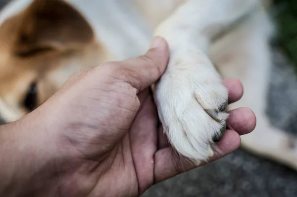 Troost Geven Aan Een Liegende Hond Door Haar Poot Aaien — Stockfoto