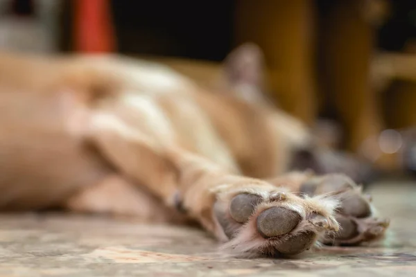 Closeup Lying Dog Paws Very Shallow Depth Field Shot Indoors — Stock Photo, Image