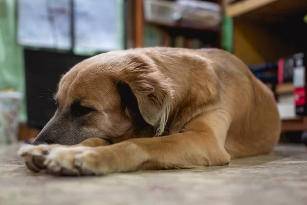 かわいい茶色の犬が幸せに家のオフィスの中で眠る — ストック写真