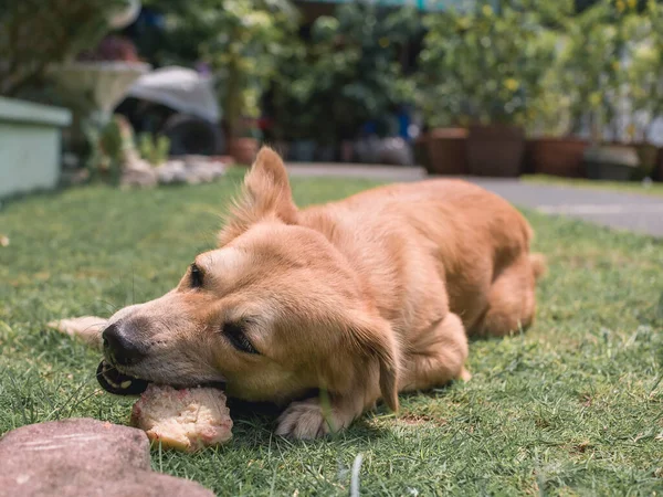 Golden Brown Dog Gnawing Piece Cow Bone While Lying Lawn — Stock Photo, Image