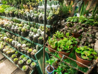 Pasay, Metro Manila, Filipinler 'deki Cartimar Pazarı' nda çeşitli süs bitkileri ve kaktüsler..