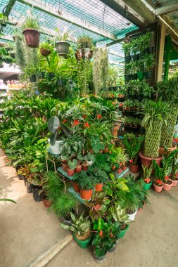 Beautiful potted ornamental plants for sale at Cartimar Market, Pasay, Metro Manila, Philippines. clipart