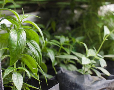 Yeşil Chiretta, yerel olarak Serpentina olarak da bilinir, bir bahçe dükkanında satılıktır.