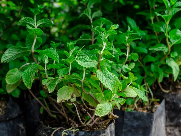 Plantas Menta Venta Una Tienda Jardín — Foto de Stock