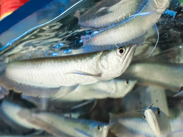 Giovani Arowana Argento Mostra Acquario Vendita Negozio Animali — Foto Stock