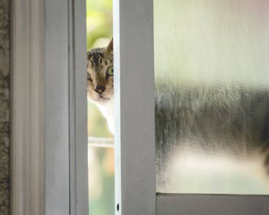 Bir kedi pencereden dışarı bakıyor, muhtemelen evin içine sızmaya çalışıyor..