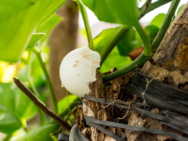 Las Cáscaras Huevo Agrietadas Utilizan Como Fertilizante Para Una Orquídea — Foto de Stock
