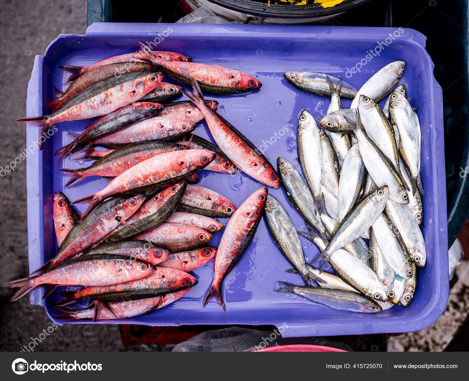 Dalagang Bukid Yellow Tail Fusilier Tamban Herring Violet Blue Plastic