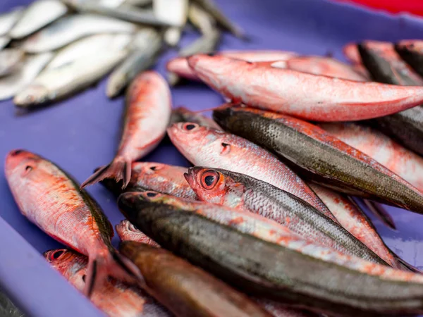 Dalagang Bukid Yellow Tail Fusilier Tamban Herring Violet Blue Plastic — Stock Photo, Image