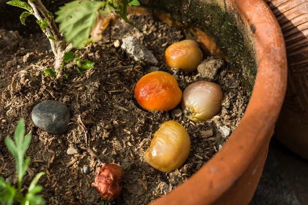 Tomates Excesivamente Maduros Podridos Que Sirven Como Fertilizante Natural Orgánico — Foto de Stock
