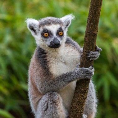 Lemur katta bir ağaçta oturuyor