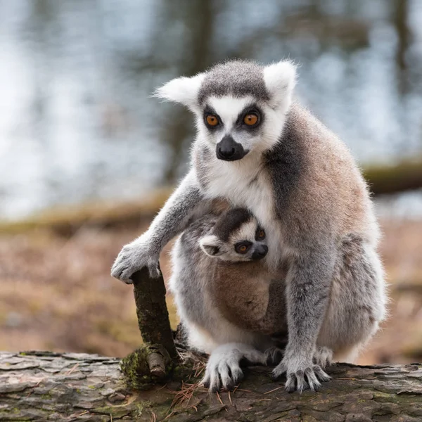 Cub Katta Lemur Com Sua Mãe — Fotografia de Stock