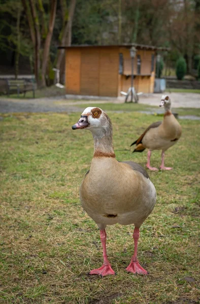 Portrait Une Oie Nile Adulte Dans Parc — Photo