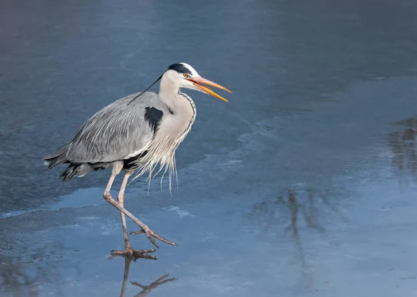 Adult wild gray heron in a breeding dress goes on the ice, The Netherlands