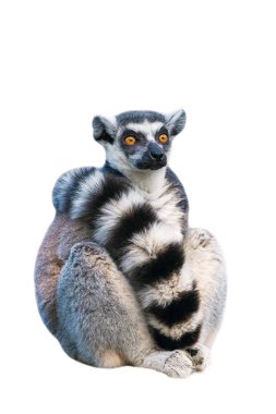 Yetişkin ring-tailed lemur. Beyaz arka plan üzerinde fotoğraf.