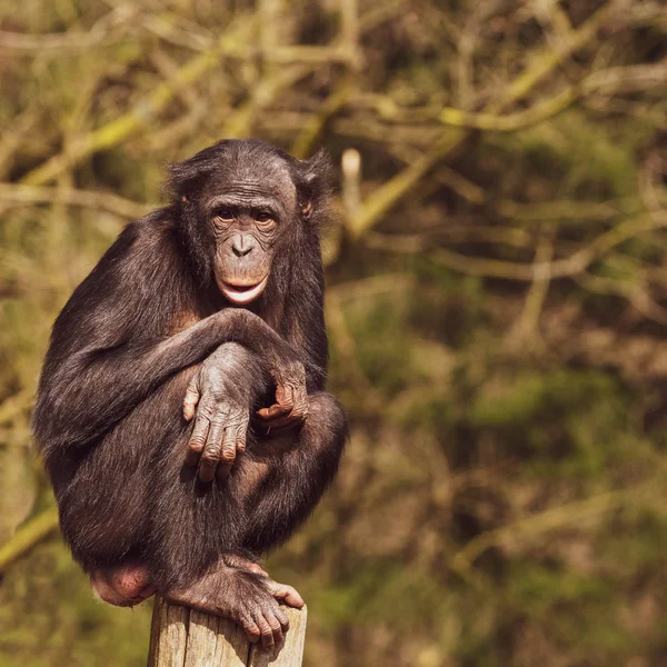 Foto Vuxen Bonobo Gjort Fångenskap — Stockfoto