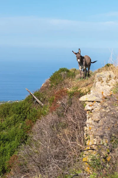 Domácí Osel Vrchol Hory — Stock fotografie