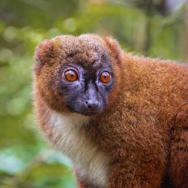 Close Portret Van Volwassen Vrouwelijke Rood Bellied Lemur — Stockfoto