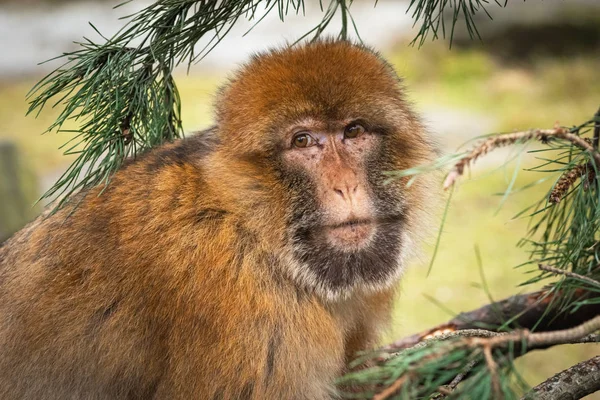 Portrait Adult Barbary Macaque Pine Branch — Stock Photo, Image