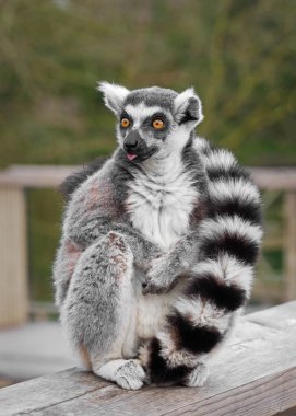 Ring-tailed lemur katta shows tongue clipart