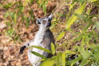 Yetişkin güneşlenme ring-tailed maki