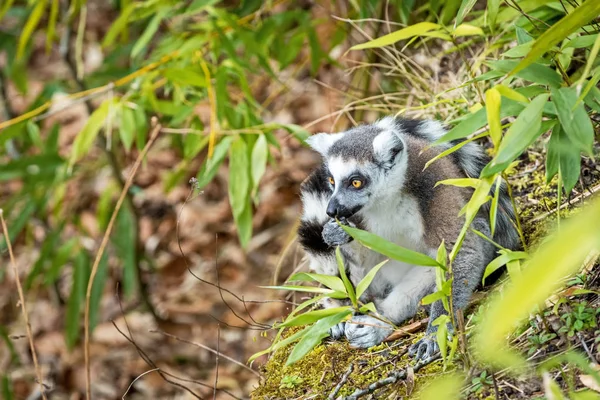 Lemur Katta Sitting Hillside Stock Image