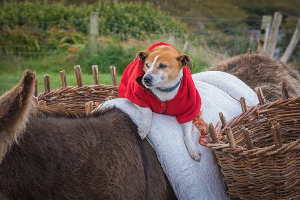 Portrait of a dog riding a donkey