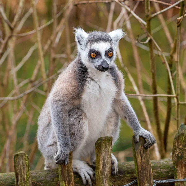 Front view of an adult lemur katta — Stock Photo, Image