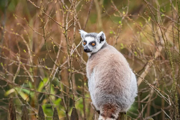 Portrait of an adult lemur katta from the back — Stock Photo, Image